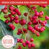Yimi Sichuan Szechuan Peppercorns, Grade AAA Sichuan Whole Red Peppercorn, Strong Flavor for Mapo Tofu, Kung Pao Chicken, Ideal for Gift, 2.1 oz view 2