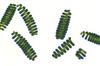 Algae Research Supply Algae Culture Spirulina, Perfect for School Science Fairs/Projects, Experiments & Classrooms (50mL) view 1